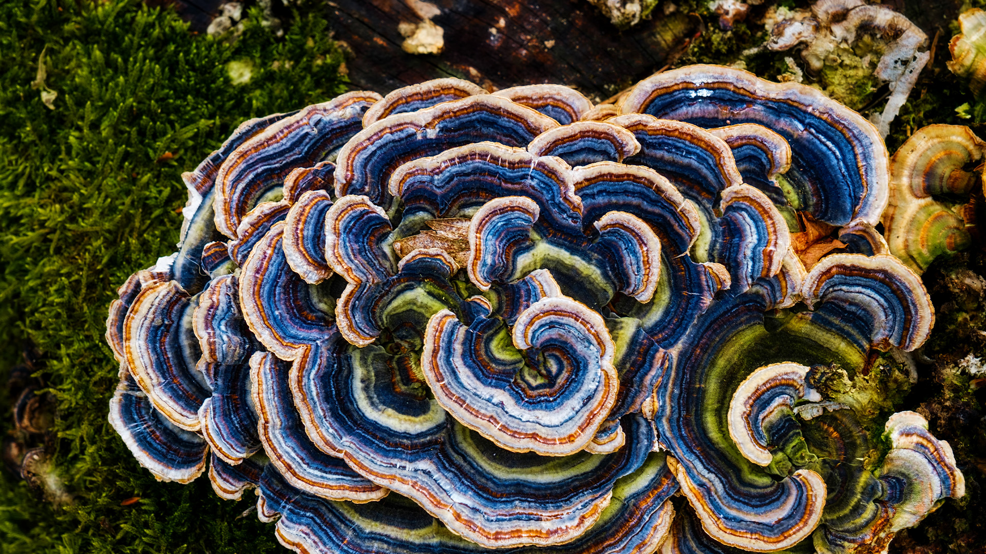 Bild des farbenfrohen Baumpilzes Schmetterlingstramete