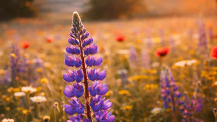 Ausschnitt einer Sommerblumenwiese, die nach hinten etwas unschärfer gezeichnet ist. Im Vordergrund ein Blütenstand bestehend aus vielen kleinen lilafarbenen Blüten.