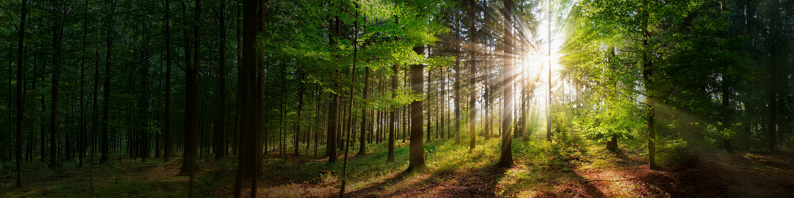 Bild eines dicht bewachsenen Waldes und durch die Baumwipfel dringt strahlenförmig warmes Licht der Sonne.